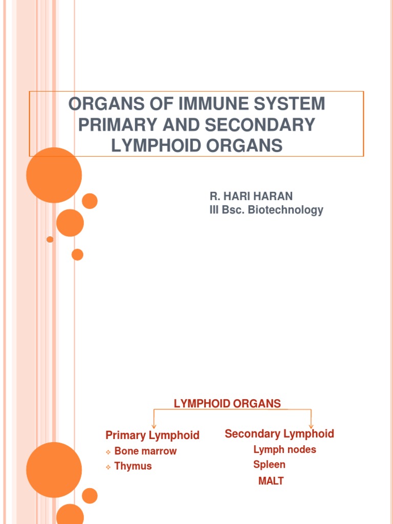 Lymphoid Organs Overview | PDF | Lymphatic System | Lymph Node