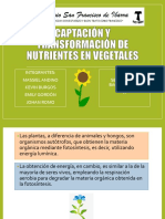Captación y Transformación de Nutrientes en Vegetales