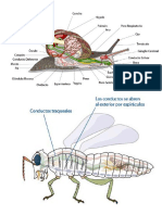 Sistema Respiratorio Invertebrados