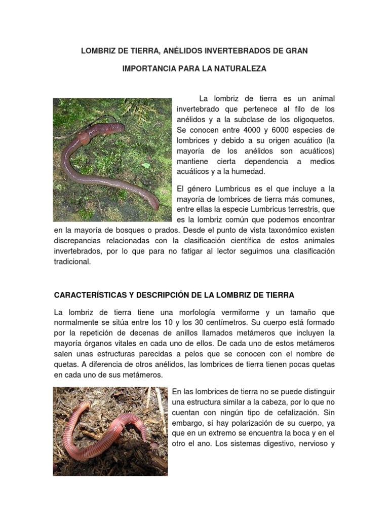 Lombriz de Tierra | PDF | Alimentos | Organismos, image size:768x1024