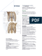 Esqueleto Torácica