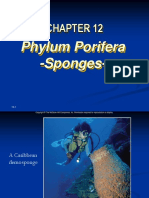 Phylum Porifera - Sponges