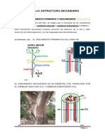 Estructura Secundaria Del Tallo PDF