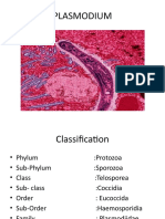 Plasmodium