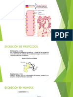 EXCRECIÓN EN MÓNERAS, HONGOS, PROTISTAS Y PLANTAS.pptx