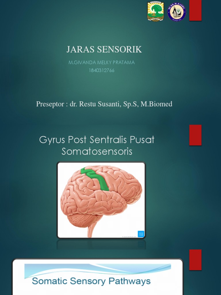 Sensoris | PDF
