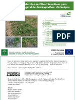 Ensayo de Herbicidas en Olivar Selectivos para Una Cubierta Vegetal de Brachypodium Distachyon PDF