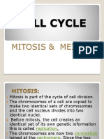 Cell Cycle: Mitosis and Meiosis