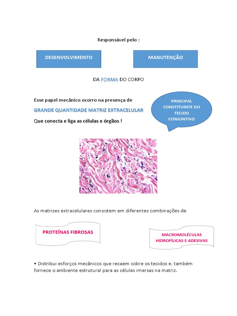 Desenvolvimento Manutencao Grande Quantidade Matriz Extracelular Cartilagem Colageno