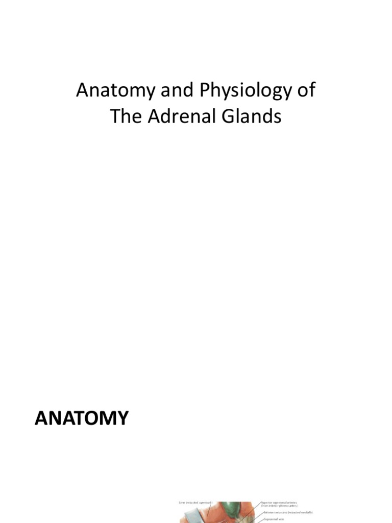 Anatomy and Physiology of The Adrenal Glands | PDF | Adrenal Gland ...