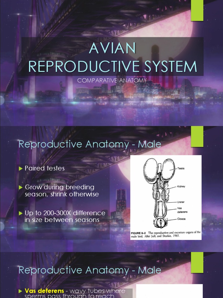 Period Or Not The Avian Reproductive System Explained - wh7199s