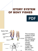 Excretory System of Bony Fishes