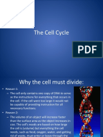 4 Cell Cycle New