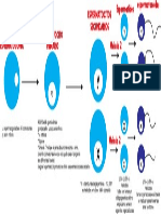 espermatogenesis.pdf