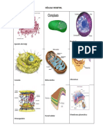 Loteria de La Célula Vegetal