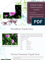 TAPAK DARA (Catharanthus Roseus)