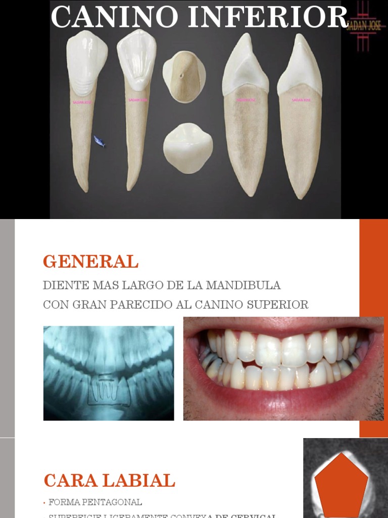 Anatomía del Canino Inferior | PDF | Enseñanza de matemática | Naturaleza
