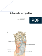 ABDOMEN GRAY.pptx