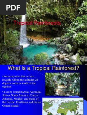 Tropical rainforest
