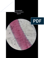 Hymenelopsis Diminuta PDF