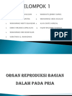 Organ Reproduksi Bagian Dalam Pada Pria