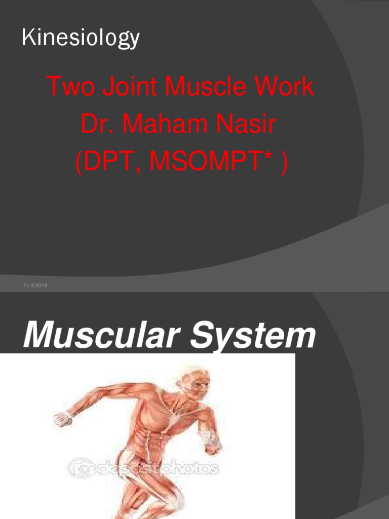 Two Joint Muscle Work Dr. Maham Nasir (DPT, Msompt ) : Kinesiology ...