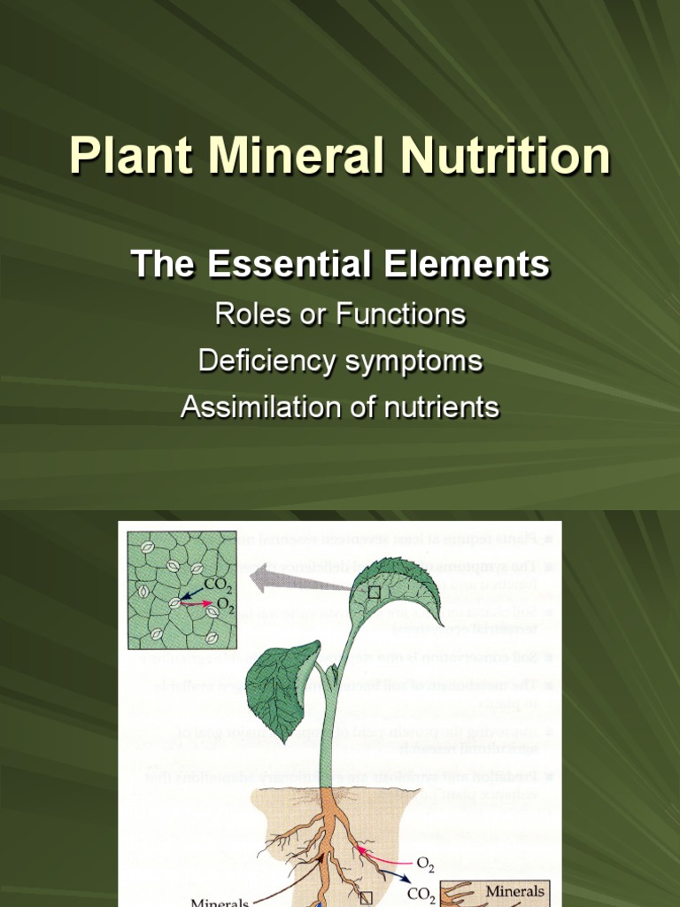 Mineral Nutrition PDF Nutrients Plants