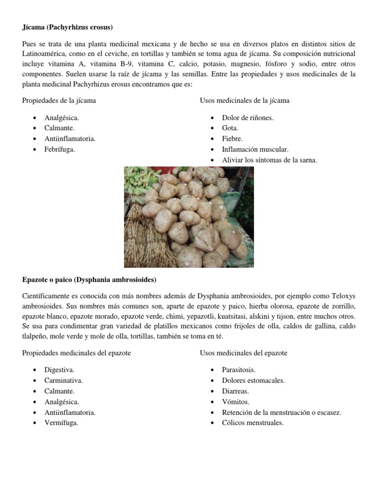 Plantas Medicinales Romero Perejil