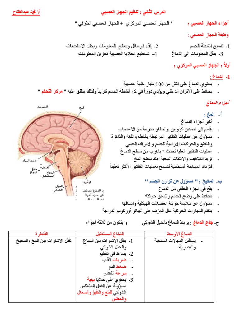 ملخص درس تنظيم الجهاز العصبي أحياء صف ثاني عشر عام فصل أول Pdf