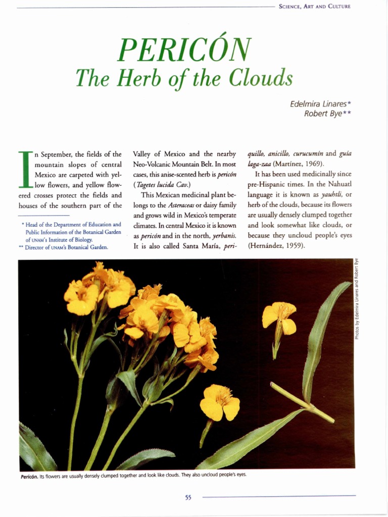 Pericón: Mexico's Medicinal Herb | PDF | Plants | Nature