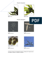 10900 Algae Color Plates.pdf