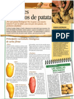 Plantones biológicos de patata