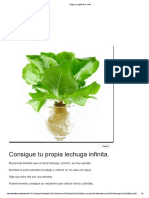 Consigue Tu Propia Lechuga Infinita