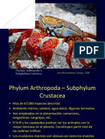 Phylum Arthropoda-2 Subphylum Crustacea: Ana Huamantinco Araujo 2018