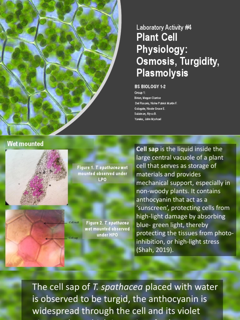 Turgidity and Plasmolysis in Plant Cells | PDF | Osmosis | Cell Biology