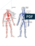 Sistema Circulatório
