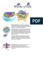 Plasma Membrane: Hydro Philic