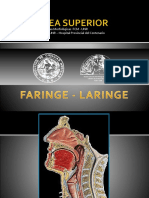 Anatomia Laringe PDF