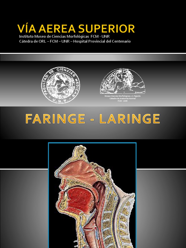 Anatomia Laringe Pdf Pdf Articulación Anatomía Humana