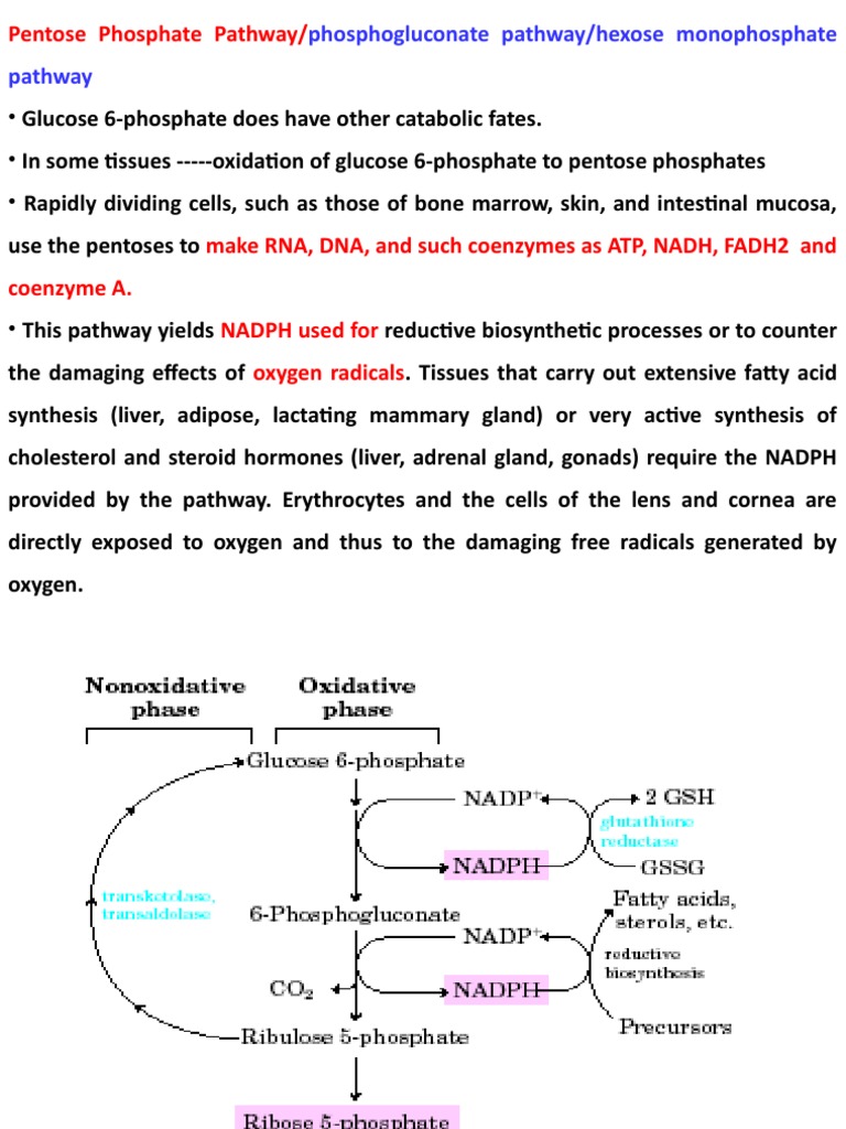 Phosphogluconate Pathway Overview | PDF