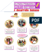 Etapas Del Desarrollo Humano para Primero de Primaria