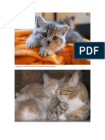 Gatos PDF