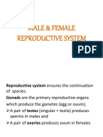 Male & Female Reproductive System