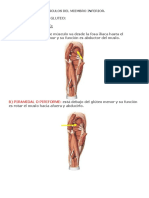 músculos miembros inferiores