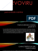 Parvovirus