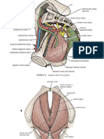 Pelvic, upper and lower limb muscles- origin _ insertion.pptx