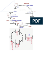 Ciclos Lipidos y Aminoacidos