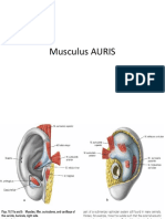 Musculus AURIS
