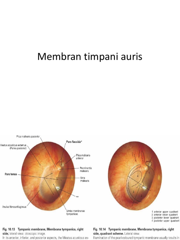 Membran Timpani Aurisisisi PDF