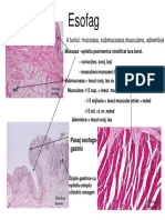 Esofag: 4 Tunici: Mucoasa, Submucoasa, Musculara, Adventice